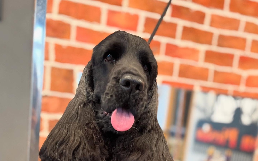 Cocker Spaniel Angielski – kompletny przewodnik po rasie