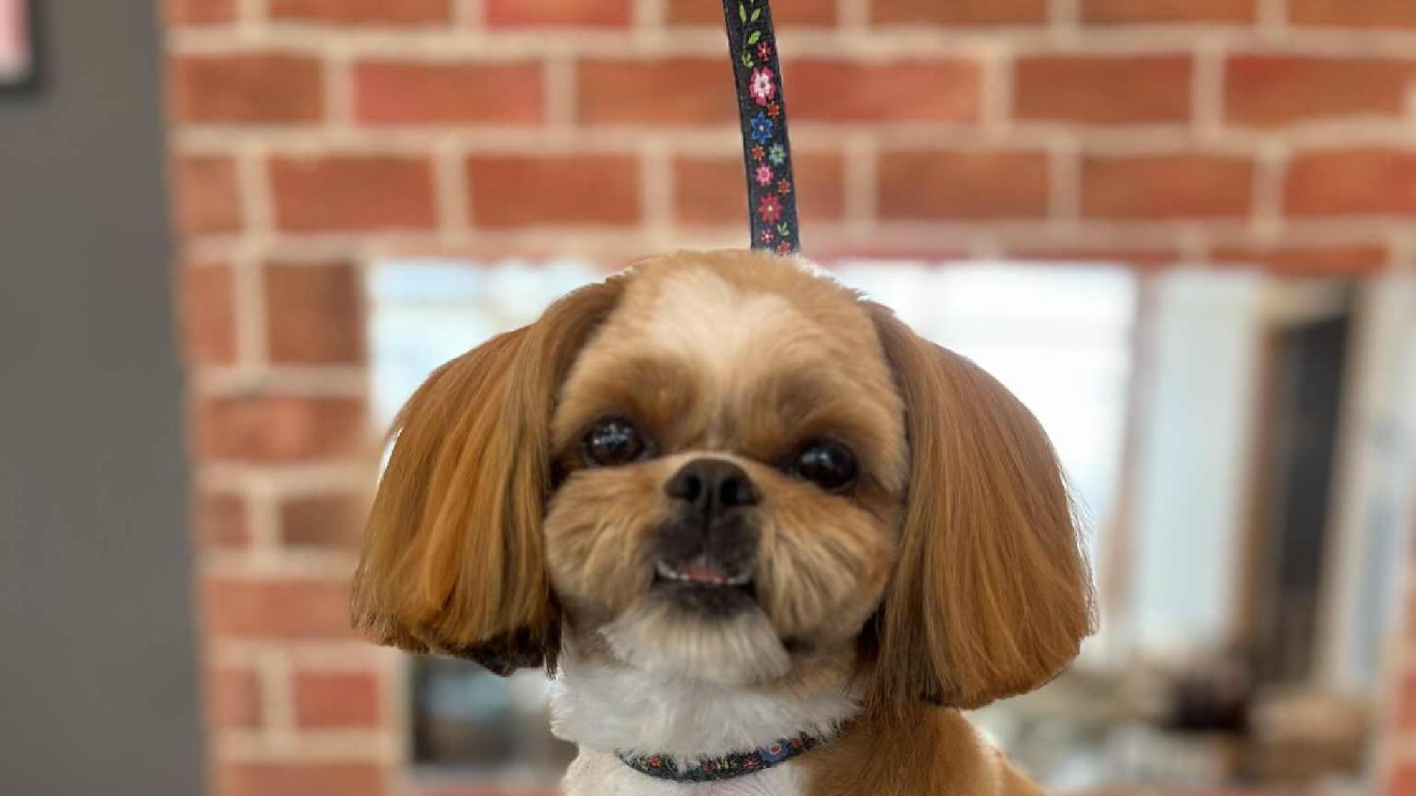 Shih tzu: przewodnik po rasie